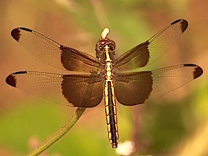 Widow Skimmer - Libellula luctuosa